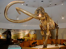 Mammoth Skeleton.png