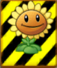 An endangered Sunflower