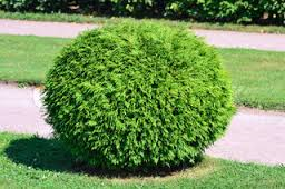 A small bush.png