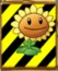 An endangered sunflower.
