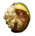 Inside of a walnut in growth.jpg