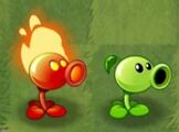 Fire Peashooter with his normal counterpart