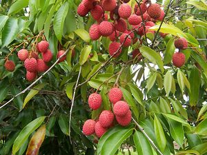 800px-Litchi chinensis fruits.jpg