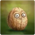 Wall-nut