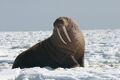 1024px-Pacific Walrus - Bull (8247646168).jpg