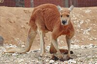 1024px-Red kangaroo - melbourne zoo.jpg