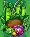 Pea Patch with the Untrickable trait