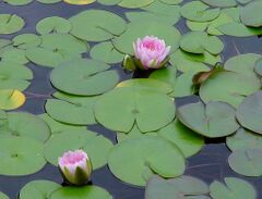 Lilly pad pond flower stock by Enchantedgal Stock.jpg