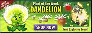 Dandelion featured as "Plant Of the Week"