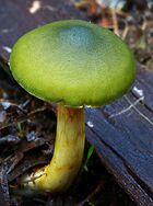 Cortinarius austrovenetus 45928.jpg