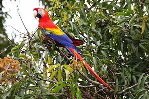 1024px-Scarlet-Macaw-cr.jpg