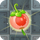 Groundcherry2.png