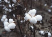 Cotton Plant.jpeg