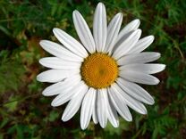 Common Daisy.jpg