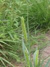 800px-Groene naaldaar aarpluim (Setaria viridis).jpg
