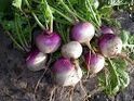 Turnips.jpg