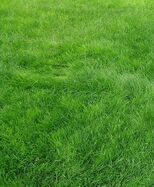 Grass(real).jpg