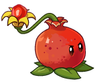 HD Pomegranate