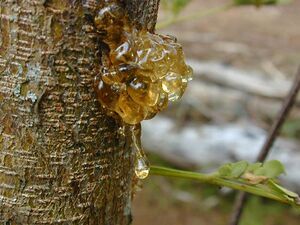 Tree-sap.jpg