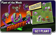 Chomper featured as Plant of the Week