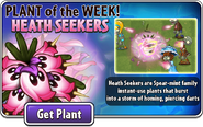 Heath Seeker being featured as Plant of the Week