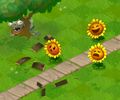 Image showing a Barrel Zombie hiding from three Sunflowers
