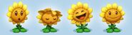 Sunflower Expressions