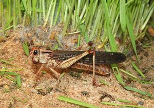 1024px-Locusta-migratoria-wanderheuschrecke.jpg