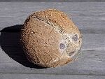 220px-Coconut face.jpg