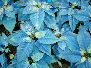 426272-poinsettia-with-a-very-rare-color-blue-.jpg