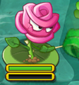 Rose Swordfighter on a Lily Pad