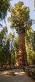 320px-General Sherman Tree 2013.jpg