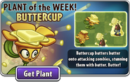 Buttercup featured as Plant of the Week