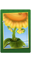 Green Flowers Card.png