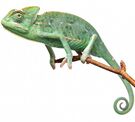 Green Chameleon.jpg