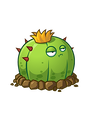 HD Ball Cactus