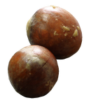 Avocado seeds.png