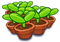 5 sprouts.png