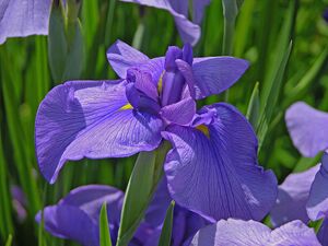 800px-Unidentified Iris Chanticleer Blue 3264px.jpg