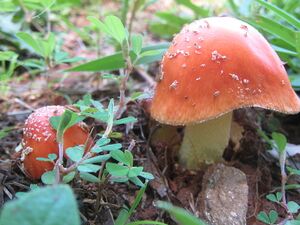 800px-Amanita parcivolvata 45933.jpg