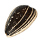 Sunflower seeds PNG12.png