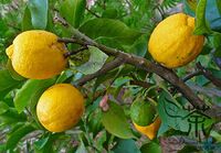 Citron Melon Citrus Medica Seeds Preserving Melon Seeds Etrog Citron Ju Yuan 7 1024x1024.jpg
