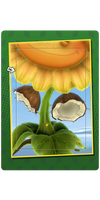 Coconuts Card.png