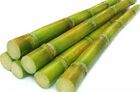 Sugarcanes.jpg