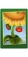 Melons Card.png