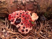 800px-Hydnellum peckii2.jpg