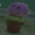 Fume-shroom planted in a flower pot