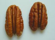 Pecan nut.jpg