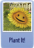 Plant it sf.png