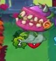 Nibble being played on Chomper